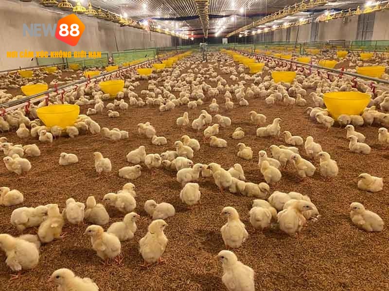 Biện Pháp Phòng Tránh Bệnh Cho Gà Con